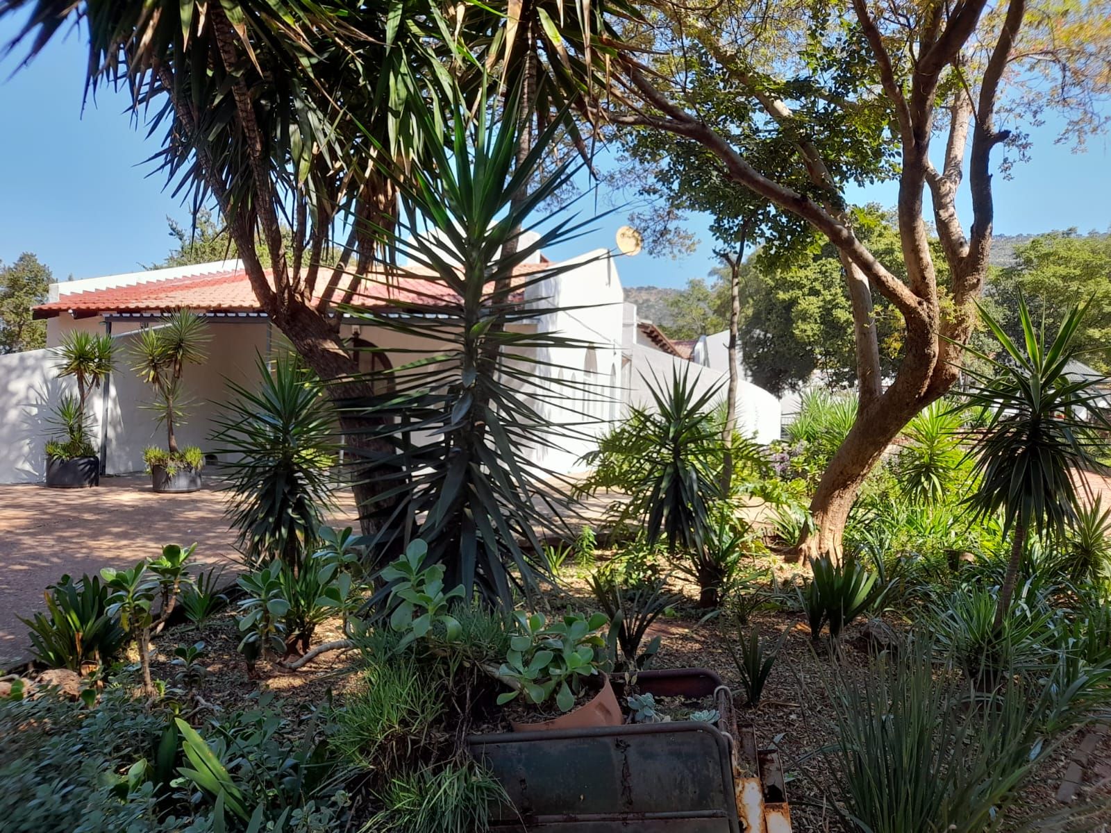 Aloes and indigenous plants in the garden
