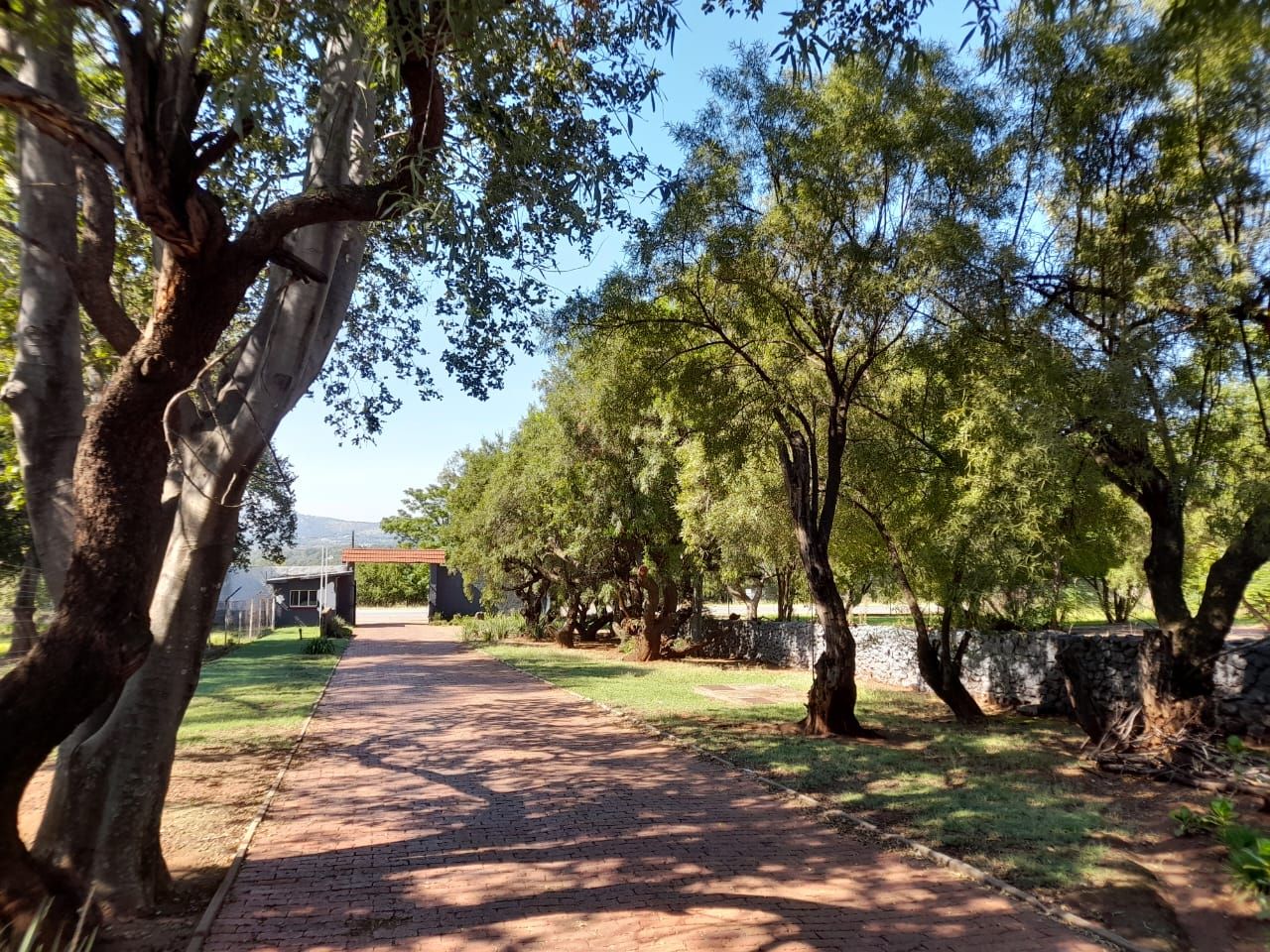 A tree-lined avenue through the grounds at Aloe Valley